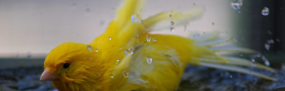 CANARIES TAKING A BATH